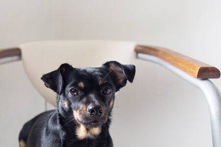 the little black dog on a chair