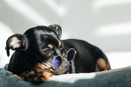 the little black dog, at home in the sun with glassesの写真素材