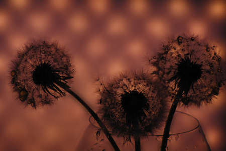dandelion close-up in artistic processing, background image.の写真素材