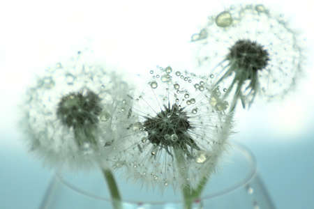 dandelion close-up in artistic processing, background image.の写真素材
