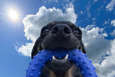 black dog face with blue toy, funny, close-up on sky background.の写真素材