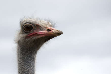 Ostrich farm, the bird close up.
