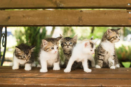 five kittens on a bench, in the summer.の写真素材