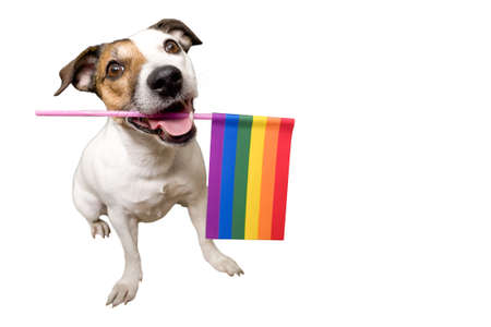funny dog Jack Russell, holding an lgbt flag in his teeth.の写真素材