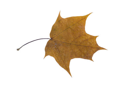 autumn dry maple leaf on a white background.