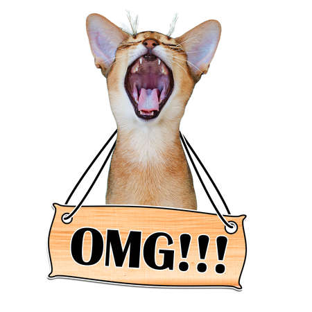 Funny cat yells OMG. sticker on a white background.の写真素材