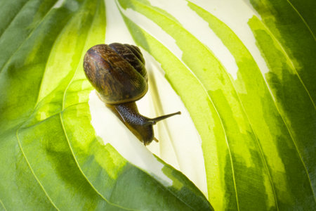 Snail on a beautiful fresh green leaf.の写真素材