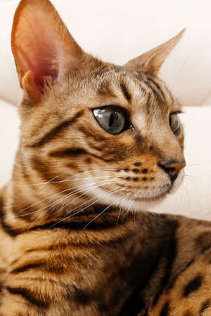 Bengal cat portrait, looking away.