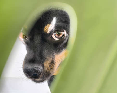 expressive look of a dog, portrait of an animal.の写真素材