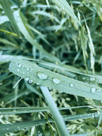 beautiful texture of grass with raindrops.