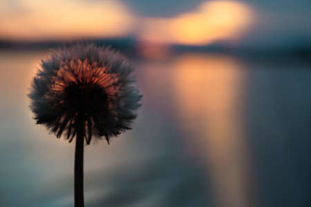 dandelion on the background of the sea, at sunset.の写真素材