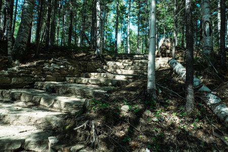 stone path in the forest with the rays of the sun.の写真素材