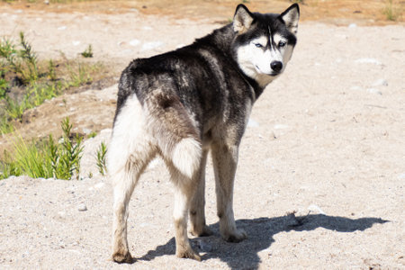 Beautiful husky in summer on the sand.