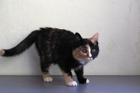 a beautiful and cute kitten, three-haired.の写真素材