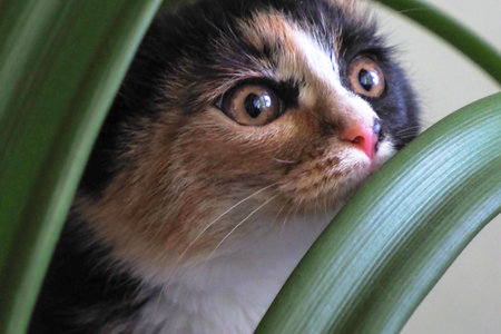 a beautiful and cute kitten, three-haired in plants.