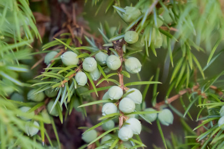 natural background, green thuja texture.の写真素材