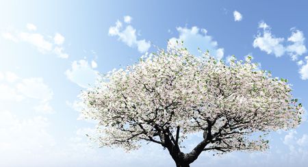 Blossomingの写真素材