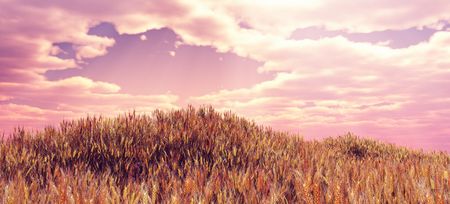 Beautiful wheat fieldの写真素材