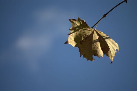 Dry leaveの写真素材
