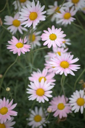 Pink daisiesの写真素材