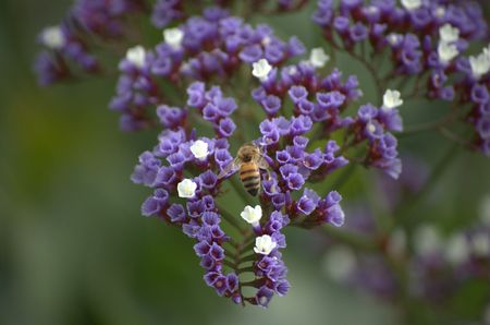 Bee on purple flowers