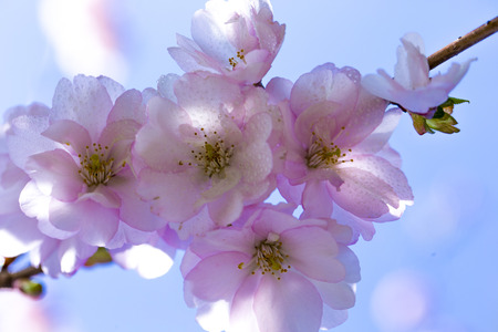 sakura tree in bloom in springの写真素材