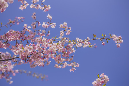 sakura tree in bloom in springの写真素材