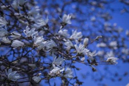 magnolia flowers in springの写真素材