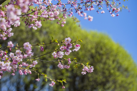 sakura trees in bloom in springの写真素材