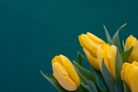 Yellow tulips on a turquoise background. copy space