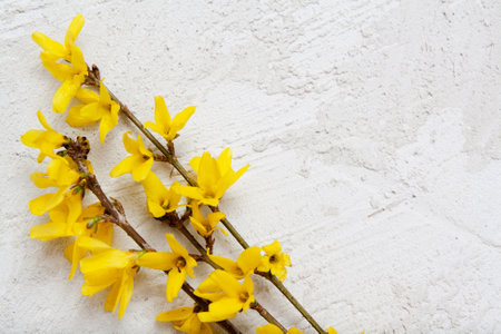Stucco texture with spring yellow flowers. Mock up for your text.の写真素材