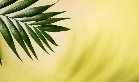 Tropical green palm leaf and shadows on a yellow background. copyspace. summer backdrop.の写真素材