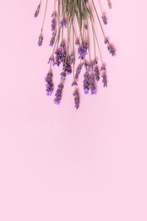 Lavender flowers on pink background top view. copyspace. vertical photo.の写真素材