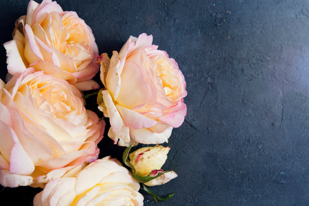 beautiful yellow pink garden roses on a dark blue concrete backgroundの写真素材