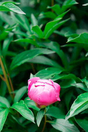 Pink peony flower on the bush. The beauty of nature in summer.の写真素材