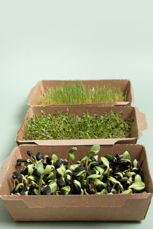 Sprouted microgreens of wheat, oats, alfalfa and sunflower on the 6th day. The superfood is grown at home.の写真素材