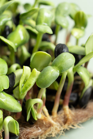 Sprouted microgreens of sunflower. Superfood is grown at home. Macro photo close-up.