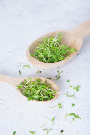 Sprouted microgreen alfalfa sprouts in wooden spoons on grey background.の写真素材