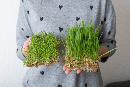 Sprouted microgreen oat and alfalfa in female hands.