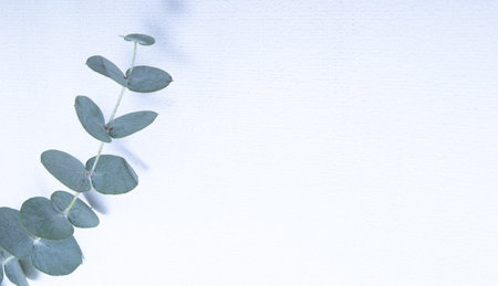 Eucalyptus leaves on white background. Blue green leaves on branches for abstract natural backdrop...