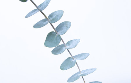 Eucalyptus leaves on white background. Blue green leaves on branches for abstract natural backdrop or posterの写真素材