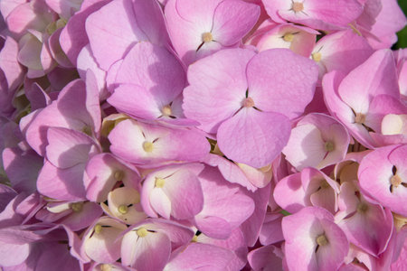 Lovely delicate blooming pink lilac hydrangeas. Spring summer blooming flowers in the garden