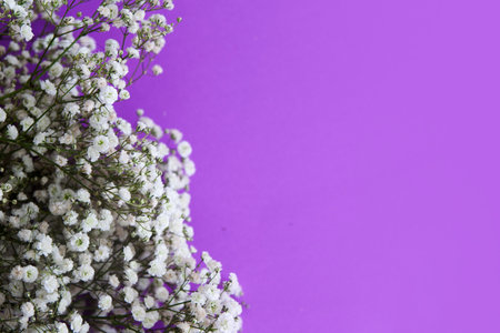 gypsophila flowers on a lilac background. free space for textの写真素材