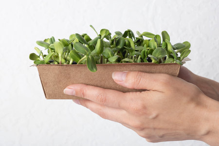 Sprouted sunflower microgreen in female hand. Healthy superfood home growth.の写真素材