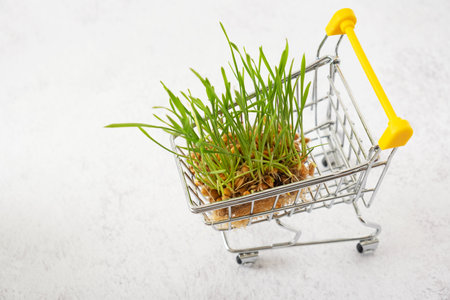 Germinated wheat microgreen in shopping cart on grey backgroundの写真素材