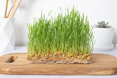 Microgreen wheat on wooden board. Home grown healthy superfood.の写真素材