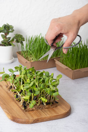 Microgreen sunflower and wheat and scissors in female hand. Healthy superfood home growth.の写真素材