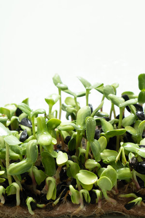 Sprouted microgreens of sunflower. Superfood is grown at home. Macro photo close-up.