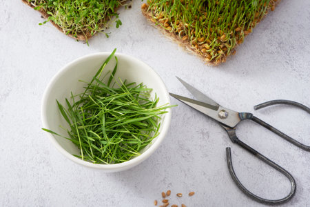 Microgreen sprouted wheat with seeds and scissors. Healthy food concept.の写真素材