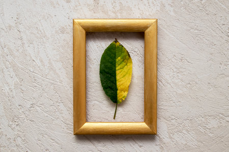 Yellow-green fallen leaf in a gold photo frame on a plaster background. Autumn conceptの写真素材